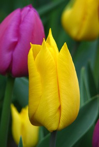 НЕТУ! Yokohama - красивый желтый тюльпан от 40см